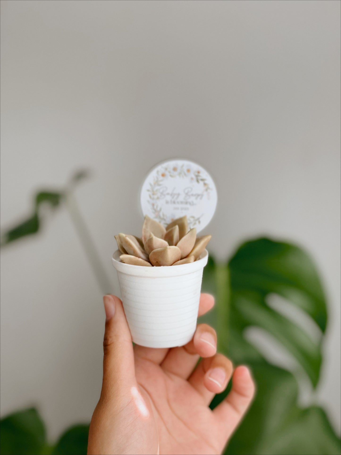 Mini succulents & Perspex Sticker Sign