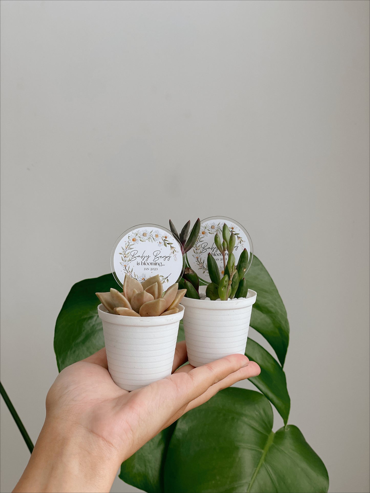 Mini succulents & Perspex Sticker Sign