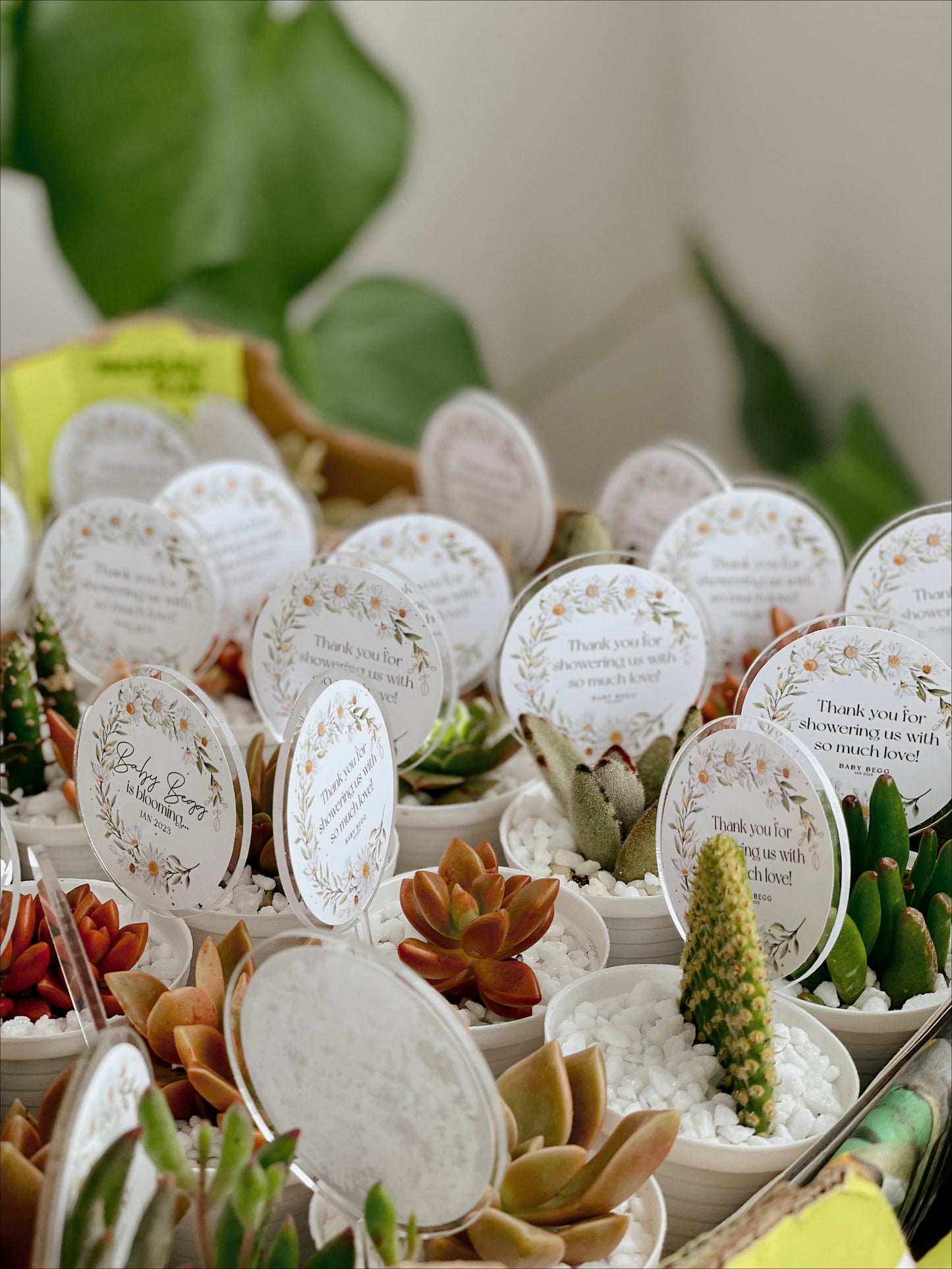 Mini succulents & Perspex Sticker Sign